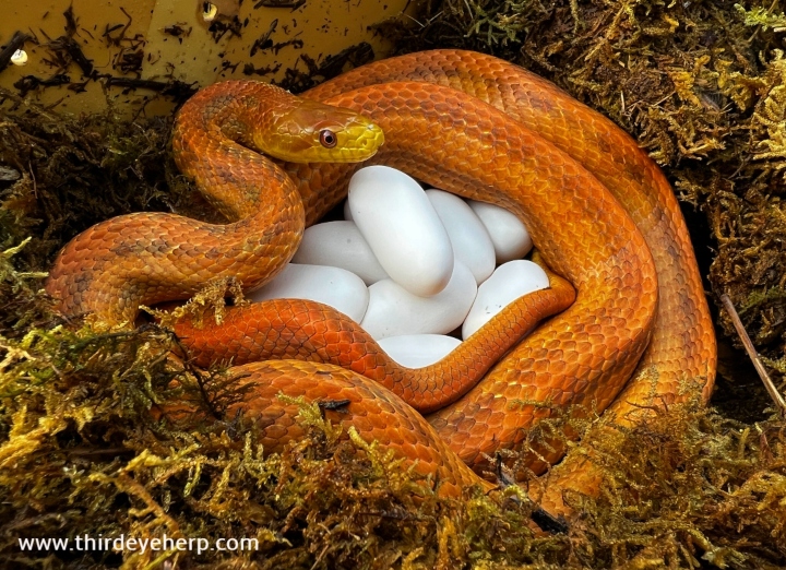 Everglades Rat Snake